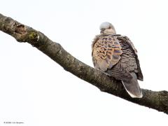 Zomertortel  20240505  Het duurde gisteren best een eindje eer ik een zomertortel hoorde en weer later er een zag. Ze zitten graag vrij in een dode tak. Het blijft me verbazen hoe alert ze zijn. Ofschoon ik best veraf en tussen struiken verdekt stond werd ik wel degelijk opgemerkt. Dan duurt in de regel de pret niet lang want ze vliegen graag voor de zekerheid dan een eindje verderop.