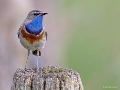 Blauwborst  20240612  Afgelopen zaterdag was de blauwborst nog opvallend actief. Zal snel minder worden verwacht ik? Blauw zie je niet vaak in het verenkleed van onze inheemse vogels, des te leuker is deze.