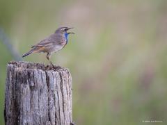 Blauwborst  20240612  Afgelopen zaterdag was de blauwborst nog opvallend actief. Zal snel minder worden verwacht ik? Blauw zie je niet vaak in het verenkleed van onze inheemse vogels, des te leuker is deze.