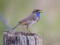 Blauwborst  20240608  Oude Buisse Heide