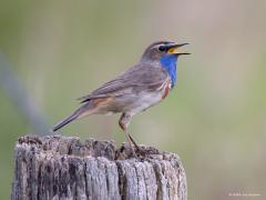 Blauwborst  20240612  Afgelopen zaterdag was de blauwborst nog opvallend actief. Zal snel minder worden verwacht ik? Blauw zie je niet vaak in het verenkleed van onze inheemse vogels, des te leuker is deze.