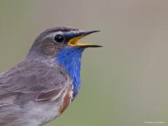 Blauwborst  20240608  Oude Buisse Heide