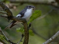 Bonte Vliegenvanger  20240613  Er zijn best wat bonte vliegenvangers in onze streek te vinden, tenminste, op de zandgronden. Zowel in tuinen als in bossen, liefst loofbossen. Het gaat niet zo slecht met de soort de laatste jaren. Het zijn echte nestkastbewoners. De laatste jaren is voor het eerst vastgesteld dat er sprake kan zijn van een tweede legsel. Hier een best donker mannetje in beeld, veel donkerder getekend dan het vrouwtje.