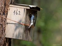Bonte Vliegenvanger  20240613  Er zijn best wat bonte vliegenvangers in onze streek te vinden, tenminste, op de zandgronden. Zowel in tuinen als in bossen, liefst loofbossen. Het gaat niet zo slecht met de soort de laatste jaren. Het zijn echte nestkastbewoners. De laatste jaren is voor het eerst vastgesteld dat er sprake kan zijn van een tweede legsel. Hier een best donker mannetje in beeld, veel donkerder getekend dan het vrouwtje.