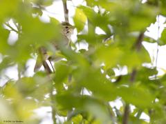 Bosrietzanger  20240606  Dit voorjaar was erg nat zoals iedereen heeft ervaren. Op veel wandelingen zonder laarzen kon je het geplande pad niet altijd afmaken. Door al dat vocht tiert het bladerdek extra weelderig. Goed voor de natuur minder makkelijk voor de vogelaar. Immers veel vogels kunnen zich prima verschuilen tussen de bladeren. Deze is daar een voorbeeld van. Laat zich niet altijd makkelijk zien. Gelukkig verraadt hij zich door zijn variabele zang.