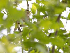 Bosrietzanger  20240606  Dit voorjaar was erg nat zoals iedereen heeft ervaren. Op veel wandelingen zonder laarzen kon je het geplande pad niet altijd afmaken. Door al dat vocht tiert het bladerdek extra weelderig. Goed voor de natuur minder makkelijk voor de vogelaar. Immers veel vogels kunnen zich prima verschuilen tussen de bladeren. Deze is daar een voorbeeld van. Laat zich niet altijd makkelijk zien. Gelukkig verraadt hij zich door zijn variabele zang.