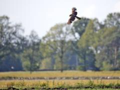 Bruine Kiekendief  20240530  Gisteravond zag ik in de Matjens op grote afstand een bruine kiekendief jagend voorbij vliegen. Een vrouwtje denk ik. Met een niet volmaakt verenkleed. Er zijn nieuwe vleugel- en staartveren in ontwikkeling? Deze rovers lusten best een jong kievitje, dat weten pa en ma kievit ook wel. De kiekendief werd dan ook zonder aarzelen door een kievit naar een andere jachtplek gedirigeerd!