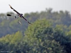 Bruine Kiekendief  20240530  Gisteravond zag ik in de Matjens op grote afstand een bruine kiekendief jagend voorbij vliegen. Een vrouwtje denk ik. Met een niet volmaakt verenkleed. Er zijn nieuwe vleugel- en staartveren in ontwikkeling? Deze rovers lusten best een jong kievitje, dat weten pa en ma kievit ook wel. De kiekendief werd dan ook zonder aarzelen door een kievit naar een andere jachtplek gedirigeerd!