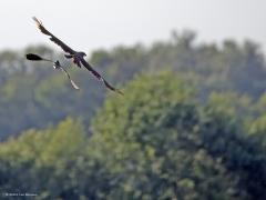 Bruine kiekendief  20240529  Matjens