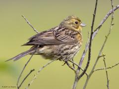 Geelgors  20240624  Veel jonge vogels worden nu al groot. Zo ook deze geelgors lijkt me. Ik heb het toch goed dat een jong mannetje is?