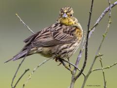 Geelgors  20240624  Veel jonge vogels worden nu al groot. Zo ook deze geelgors lijkt me. Ik heb het toch goed dat een jong mannetje is?