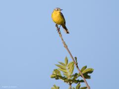 Roodborsttapuit Grasmus Gele kwikstaart Zanglijster  20240604  Deze keer eens vier top vogels. Tenminste vogels die in een topje van een boom of struik zitten. Drie daarvan horen daar echt thuis, laten zich vaak zo zien. Eentje, meen ik, zie je helemaal niet vaak in deze pose. Je weet vast welke ik bedoel? Mee eens?
