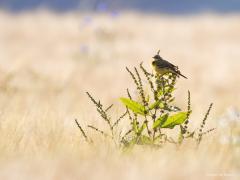 Gele kwikstaart  20240625 Zaterdagavond rond 21 uur reed ik door de weilanden bij De Matjens. De zon scheen nog volop en stond laag aan de horizon. Ik zag meerdere gele kwikstaarten, zowel met voor- als tegenlicht. Die verschillende belichtingscondities leveren geheel andere foto's op. Zoals de kwik in een verdwaalde onkruidstruik in een graanakker, de achtergrond is daar erg licht en de kwik donker gekleurd. Heel anders de kwik op de mesthoop, de achtergrond daar is donker en de kwik fel gekleurd.