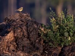 Gele kwikstaart  20240625 Zaterdagavond rond 21 uur reed ik door de weilanden bij De Matjens. De zon scheen nog volop en stond laag aan de horizon. Ik zag meerdere gele kwikstaarten, zowel met voor- als tegenlicht. Die verschillende belichtingscondities leveren geheel andere foto's op. Zoals de kwik in een verdwaalde onkruidstruik in een graanakker, de achtergrond is daar erg licht en de kwik donker gekleurd. Heel anders de kwik op de mesthoop, de achtergrond daar is donker en de kwik fel gekleurd.