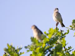 Roodborsttapuit Grasmus Gele kwikstaart Zanglijster  20240604  Deze keer eens vier top vogels. Tenminste vogels die in een topje van een boom of struik zitten. Drie daarvan horen daar echt thuis, laten zich vaak zo zien. Eentje, meen ik, zie je helemaal niet vaak in deze pose. Je weet vast welke ik bedoel? Mee eens?