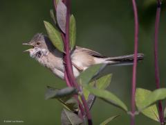 Grasmus  20240609  Soms denk ik dat een vogel verstoppertje speelt met de fotograaf. Zoals deze grasmus. Zou hij soms denken, ik zie jou en jij mij niet? Zal wel niet maar toch zoekt ie wat bescherming achter wat stengels en blaadjes meen ik.