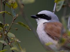 Grauwe klauwier  20240621  Gisteren liet mevrouw zich ook even zien. Meneer heeft een opvallend witte borst, beduidend witter dan de vogel van vorig jaar. Niet dezelfde vogel dus? En, zou het nog goed komen met het broedsel dit jaar vanwege al die regen de laatste tijd?