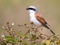 Grauwe klauwier  20240619  Afgelopen maandag nog eens naar de Regte Heide geweest. Meneer liet zich voor de kijkhut weer mooi zien. Zo niet mevrouw. Prachtige vogels die niet snel vervelen. Hopelijk betekent al die regen de laatste tijd niet dat de broedsels slecht lukken. Er worden denk ik voldoende insecten gevangen, daar zal het niet aan liggen hier denk ik.