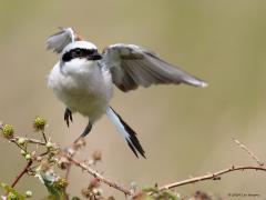 Grauwe klauwier  20240619  Afgelopen maandag nog eens naar de Regte Heide geweest. Meneer liet zich voor de kijkhut weer mooi zien. Zo niet mevrouw. Prachtige vogels die niet snel vervelen. Hopelijk betekent al die regen de laatste tijd niet dat de broedsels slecht lukken. Er worden denk ik voldoende insecten gevangen, daar zal het niet aan liggen hier denk ik.