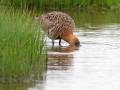 Grutto  20240602  Je verwacht een grutto niet een twee in het water. Toch is de grutto daar echt niet bang voor. Als het moet gaan ze zelfs kopje onder om met de lange snavel in de zachte ondergrond te prikken naar voedsel. Die snavel is een wonderlijk instrument. Er zitten speciale sensoren in en de punt is beweeglijk om wormen etc. te kunnen grijpen.