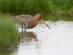 Grutto  20240602  Je verwacht een grutto niet een twee in het water. Toch is de grutto daar echt niet bang voor. Als het moet gaan ze zelfs kopje onder om met de lange snavel in de zachte ondergrond te prikken naar voedsel. Die snavel is een wonderlijk instrument. Er zitten speciale sensoren in en de punt is beweeglijk om wormen etc. te kunnen grijpen.