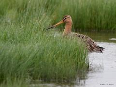 Grutto  20240602  Je verwacht een grutto niet een twee in het water. Toch is de grutto daar echt niet bang voor. Als het moet gaan ze zelfs kopje onder om met de lange snavel in de zachte ondergrond te prikken naar voedsel. Die snavel is een wonderlijk instrument. Er zitten speciale sensoren in en de punt is beweeglijk om wormen etc. te kunnen grijpen.