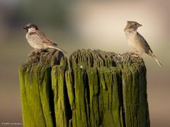 Huismus  20240627  Lekker gezellig als stelletje uitwaaien op een weidepaal. Maar wel ver van huis want in de nabijheid geen huis of boerderij te herkennen. Had eigenlijk hier ringmussen verwacht maar helaas zijn die bijna op als gevolg van het tanende biotoop.