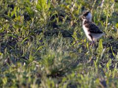 Kievit  20240625  Best laat in de avond, het was al negen uur geweest, de zon laag aan de horizon, is junior nog actief bezig met zoeken naar beestjes. De oudervogels letten goed op en houden met kreetjes contact met hun kroost. Komt wel goed hier met junior denk ik.