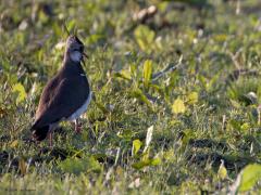 Kievit  20240625  Best laat in de avond, het was al negen uur geweest, de zon laag aan de horizon, is junior nog actief bezig met zoeken naar beestjes. De oudervogels letten goed op en houden met kreetjes contact met hun kroost. Komt wel goed hier met junior denk ik.