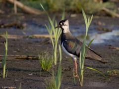 Kievit  20240628  Junior zoekt graag bij een plasje water want hij weet nu al dat daar vaak insectjes te vinden zijn. Zoals kleine vliegjes die op die ene foto van pa of ma te zien zijn. Pa en ma blijven in de buurt en lusten die vliegjes natuurlijk ook wel. Voor de kleintjes zijn dit soort insectjes essentieel voor een snelle een gezonde opgroei.