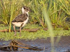 Kievit  20240628  Junior zoekt graag bij een plasje water want hij weet nu al dat daar vaak insectjes te vinden zijn. Zoals kleine vliegjes die op die ene foto van pa of ma te zien zijn. Pa en ma blijven in de buurt en lusten die vliegjes natuurlijk ook wel. Voor de kleintjes zijn dit soort insectjes essentieel voor een snelle een gezonde opgroei.