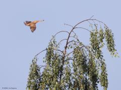 Koekoek  20240607  Schipperspad Breda
