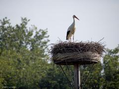 Ooievaar  20240610  Vorige week nog eens terug geweest naar het Schipperspad in Breda. Was benieuwd of er weer een ooievaar bij het paalnest te zien zou zijn. En inderdaad, op het nest stond zo'n mooie grote vogel. Ik heb niets van eieren of kuikens gezien, ook geen andere ooievaars naast deze ene. Deed me weer goed om deze prachtvogel weer te zien.