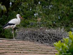 Ooievaar  20240614  Leuk dat op dit moment ook in de Gemeente Zundert jonge ooievaars worden groot gebracht. Gelukkig was een oudervogel thuis en lieten de drie jongen zicht even goed zien. Het gaat best goed met deze mooie vogels. Ik weet nog dat in mijn jeugdjaren landelijke inspanningen begonnen om de soort weer stevig terug te brengen in ons land, gelukkig met succes dus.