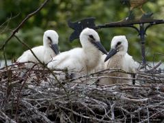Ooievaar  20240614  Leuk dat op dit moment ook in de Gemeente Zundert jonge ooievaars worden groot gebracht. Gelukkig was een oudervogel thuis en lieten de drie jongen zicht even goed zien. Het gaat best goed met deze mooie vogels. Ik weet nog dat in mijn jeugdjaren landelijke inspanningen begonnen om de soort weer stevig terug te brengen in ons land, gelukkig met succes dus.