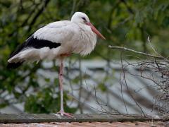 Ooievaar  20240614  Leuk dat op dit moment ook in de Gemeente Zundert jonge ooievaars worden groot gebracht. Gelukkig was een oudervogel thuis en lieten de drie jongen zicht even goed zien. Het gaat best goed met deze mooie vogels. Ik weet nog dat in mijn jeugdjaren landelijke inspanningen begonnen om de soort weer stevig terug te brengen in ons land, gelukkig met succes dus.