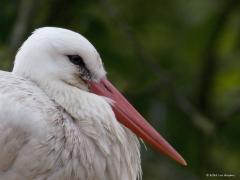 Ooievaar  20240614  Leuk dat op dit moment ook in de Gemeente Zundert jonge ooievaars worden groot gebracht. Gelukkig was een oudervogel thuis en lieten de drie jongen zicht even goed zien. Het gaat best goed met deze mooie vogels. Ik weet nog dat in mijn jeugdjaren landelijke inspanningen begonnen om de soort weer stevig terug te brengen in ons land, gelukkig met succes dus.