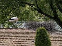 Ooievaar  20240614  Leuk dat op dit moment ook in de Gemeente Zundert jonge ooievaars worden groot gebracht. Gelukkig was een oudervogel thuis en lieten de drie jongen zicht even goed zien. Het gaat best goed met deze mooie vogels. Ik weet nog dat in mijn jeugdjaren landelijke inspanningen begonnen om de soort weer stevig terug te brengen in ons land, gelukkig met succes dus.
