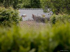 Ooievaar  20240614  Leuk dat op dit moment ook in de Gemeente Zundert jonge ooievaars worden groot gebracht. Gelukkig was een oudervogel thuis en lieten de drie jongen zicht even goed zien. Het gaat best goed met deze mooie vogels. Ik weet nog dat in mijn jeugdjaren landelijke inspanningen begonnen om de soort weer stevig terug te brengen in ons land, gelukkig met succes dus.
