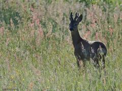Ree  20240531  Niet alleen vogels kunnen mijn wandelingen tot een succes maken. Ook van een ree krijg ik namelijk een goed humeur. Je kunt ze op onverwachte momenten tegen komen. Onder allerlei condities maar meestal natuurlijk vroeg op de dag of heel laat.