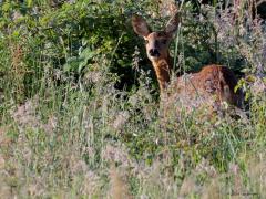 Ree  20240531  Niet alleen vogels kunnen mijn wandelingen tot een succes maken. Ook van een ree krijg ik namelijk een goed humeur. Je kunt ze op onverwachte momenten tegen komen. Onder allerlei condities maar meestal natuurlijk vroeg op de dag of heel laat.