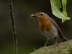 Roodborst  20240616  Eindelijk weer eens een bewoond nestkastje in mijn tuin. Ma en Pa roodborst zijn druk in de weer. Snavels vol insecten worden aangevoerd, vele poepjes afgevoerd. Ze vliegen niet op en neer voor een enkel insect, nee alleen voor snavels vol. Hoe doen ze dat toch steeds een insect erbij pakken in die snavel?