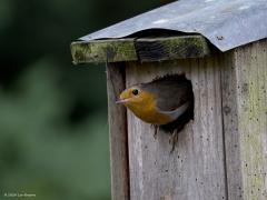 Roodborst  20240616  Eindelijk weer eens een bewoond nestkastje in mijn tuin. Ma en Pa roodborst zijn druk in de weer. Snavels vol insecten worden aangevoerd, vele poepjes afgevoerd. Ze vliegen niet op en neer voor een enkel insect, nee alleen voor snavels vol. Hoe doen ze dat toch steeds een insect erbij pakken in die snavel?