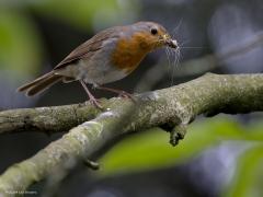 Roodborst  20240616  Eindelijk weer eens een bewoond nestkastje in mijn tuin. Ma en Pa roodborst zijn druk in de weer. Snavels vol insecten worden aangevoerd, vele poepjes afgevoerd. Ze vliegen niet op en neer voor een enkel insect, nee alleen voor snavels vol. Hoe doen ze dat toch steeds een insect erbij pakken in die snavel?