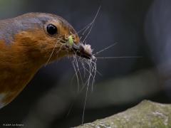 Roodborst  20240614  Tuin