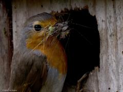 Roodborst  20240616  Eindelijk weer eens een bewoond nestkastje in mijn tuin. Ma en Pa roodborst zijn druk in de weer. Snavels vol insecten worden aangevoerd, vele poepjes afgevoerd. Ze vliegen niet op en neer voor een enkel insect, nee alleen voor snavels vol. Hoe doen ze dat toch steeds een insect erbij pakken in die snavel?