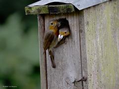 Roodborst  20240614  Tuin