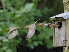 Roodborst  20240617  Een aardigheidje. De roodborstjes vliegen in en uit. Dat uit heb ik eens gefotografeerd met de hoogste herhaal snelheid die de camera in huis heeft en dan die vertrekfoto's achter elkaar in één foto gemonteerd. Zo kunnen we zien dat de roodborst met een sprongetje uit het gat iets omhoog springt, dan begint te vallen en daarom meteen de vleugels gebruikt en met de staart tegen stuurt om weer horizontaal te gaan vliegen. Tussen de opnames zit 1/20 seconde. Te zien is dat met de