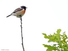 Roodborsttapuit Grasmus Gele kwikstaart Zanglijster  20240604  Deze keer eens vier top vogels. Tenminste vogels die in een topje van een boom of struik zitten. Drie daarvan horen daar echt thuis, laten zich vaak zo zien. Eentje, meen ik, zie je helemaal niet vaak in deze pose. Je weet vast welke ik bedoel? Mee eens?