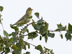 Spotvogel  20240527  Deze weken is de beste tijd om een spotvogel te spotten. Maar ze laten zich niet zo makkelijk zien. Hun liedje daarentegen valt best wel op. Dat liedje is heel gevarieerd, heel kunstig. Op de rug gezien zijn ze best saai grijs groen. Van voren gezien, vooral in de zon, kunnen ze behoorlijk geel ogen, dan zijn ze best wel mooi. Het zijn laat arriverende zomergasten die ook weer vroeg ons land verlaten.